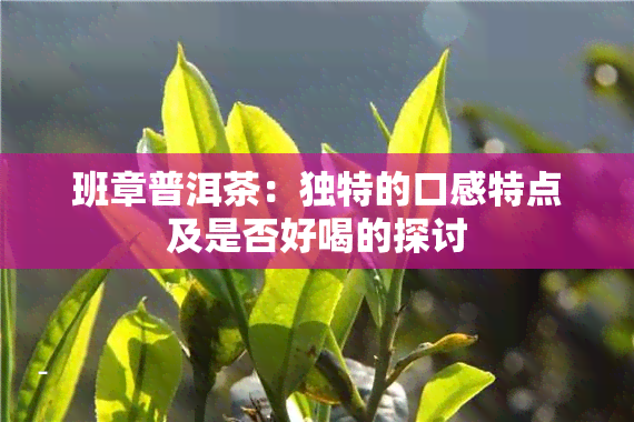 班章普洱茶：独特的口感特点及是否好喝的探讨