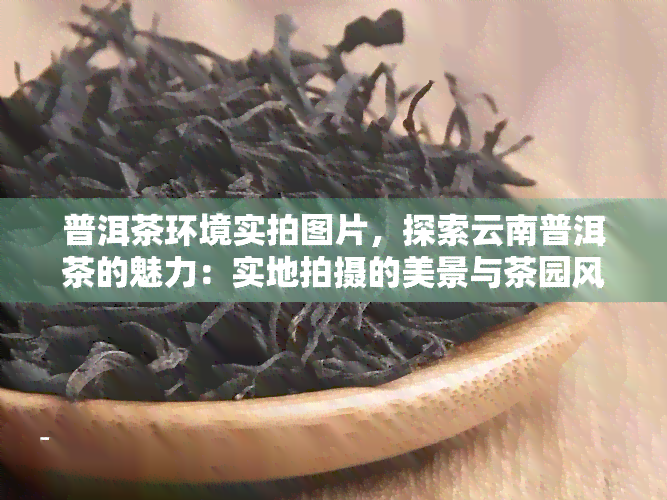 普洱茶环境实拍图片，探索云南普洱茶的魅力：实地拍摄的美景与茶园风光