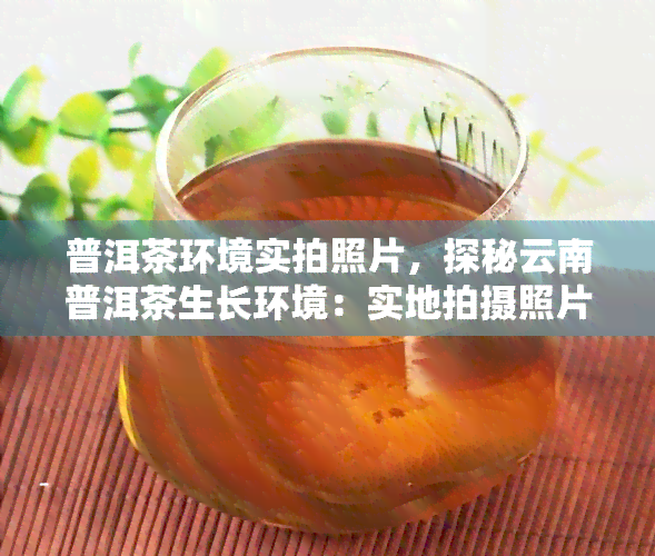 普洱茶环境实拍照片，探秘云南普洱茶生长环境：实地拍摄照片分享