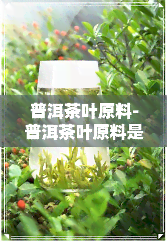 普洱茶叶原料-普洱茶叶原料是什么