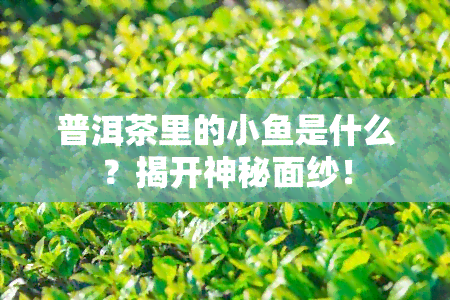 普洱茶里的小鱼是什么？揭开神秘面纱！