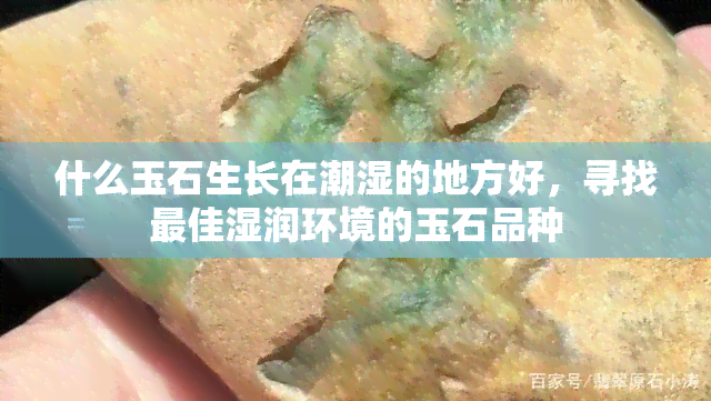 什么玉石生长在潮湿的地方好，寻找更佳湿润环境的玉石品种