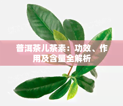 普洱茶儿茶素：功效、作用及含量全解析