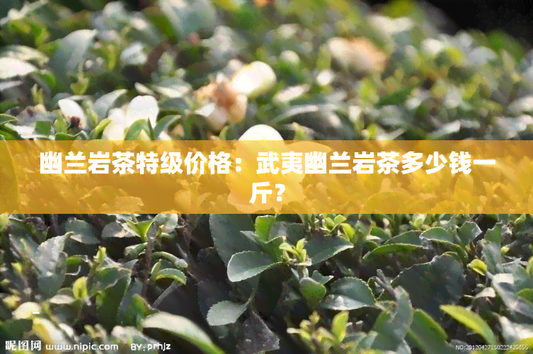 幽兰岩茶特级价格：武夷幽兰岩茶多少钱一斤？