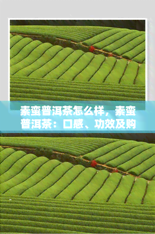 素蛮普洱茶怎么样，素蛮普洱茶：口感、功效及购买指南