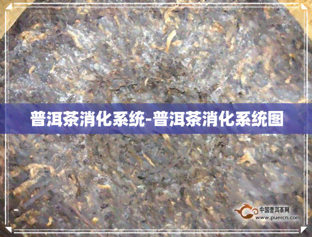 普洱茶消化系统-普洱茶消化系统图