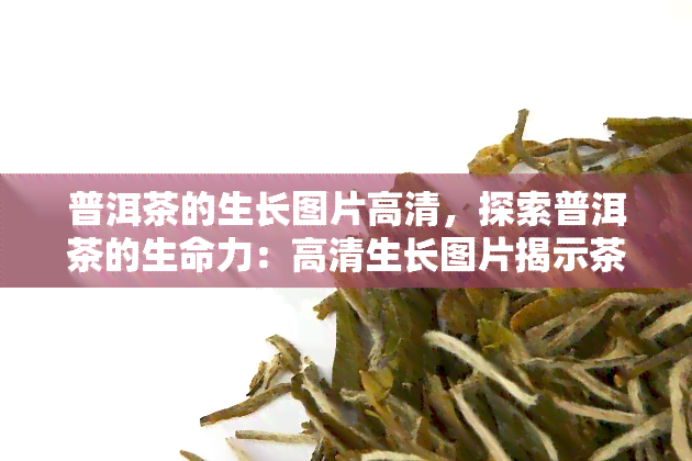 普洱茶的生长图片高清，探索普洱茶的生命力：高清生长图片揭示茶叶的秘密