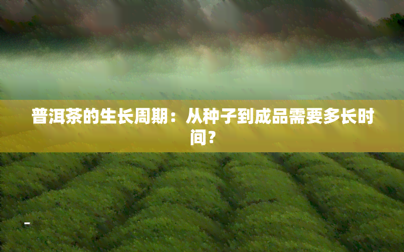 普洱茶的生长周期：从种子到成品需要多长时间？