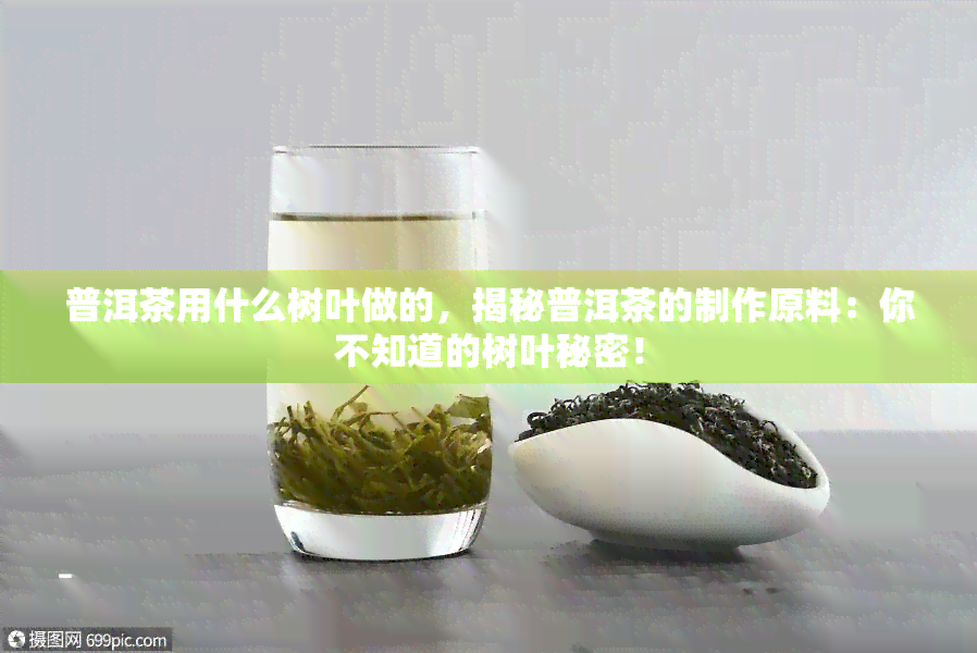 普洱茶用什么树叶做的，揭秘普洱茶的制作原料：你不知道的树叶秘密！