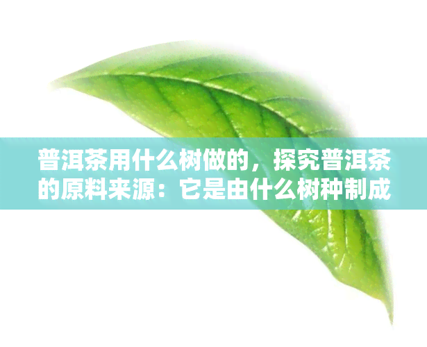 普洱茶用什么树做的，探究普洱茶的原料来源：它是由什么树种制成的？