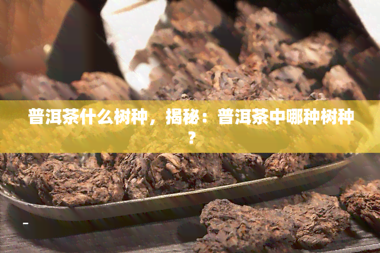 普洱茶什么树种，揭秘：普洱茶中哪种树种？