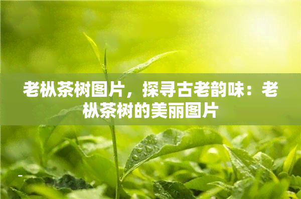 老枞茶树图片，探寻古老韵味：老枞茶树的美丽图片