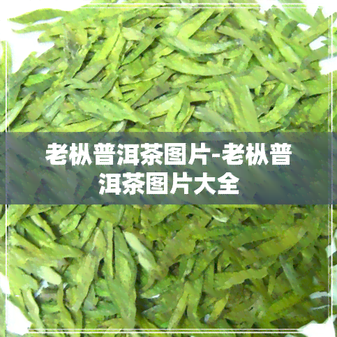 老枞普洱茶图片-老枞普洱茶图片大全