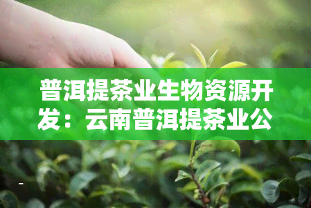 普洱提茶业生物资源开发：云南普洱提茶业公司及提普洱简介