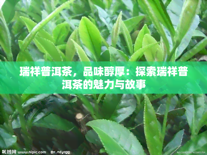 瑞祥普洱茶，品味醇厚：探索瑞祥普洱茶的魅力与故事