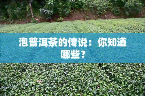 泡普洱茶的传说：你知道哪些？