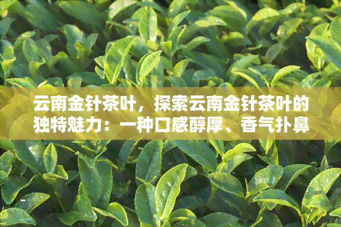 云南金针茶叶，探索云南金针茶叶的独特魅力：一种口感醇厚、香气扑鼻的茶品