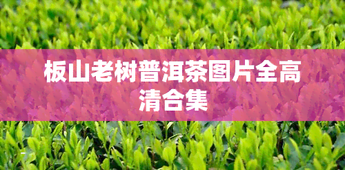 板山老树普洱茶图片全高清合集