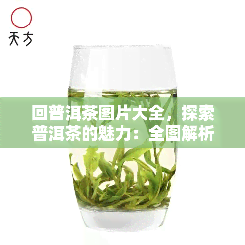 回普洱茶图片大全，探索普洱茶的魅力：全图解析回普洱茶图片大全