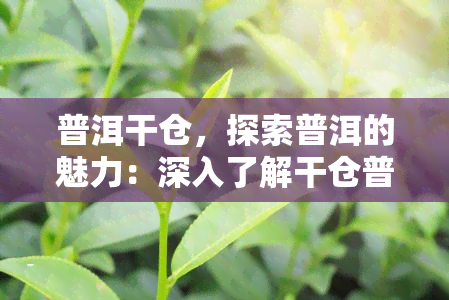 普洱干仓，探索普洱的魅力：深入了解干仓普洱的制作工艺与品鉴方法