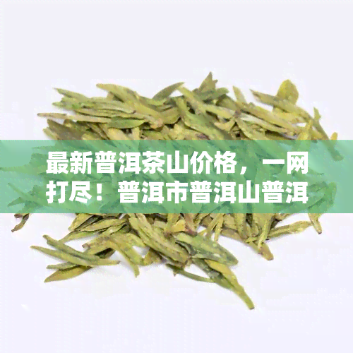 最新普洱茶山价格，一网打尽！普洱市普洱山普洱茶价格全览，茶价行情一目了然。