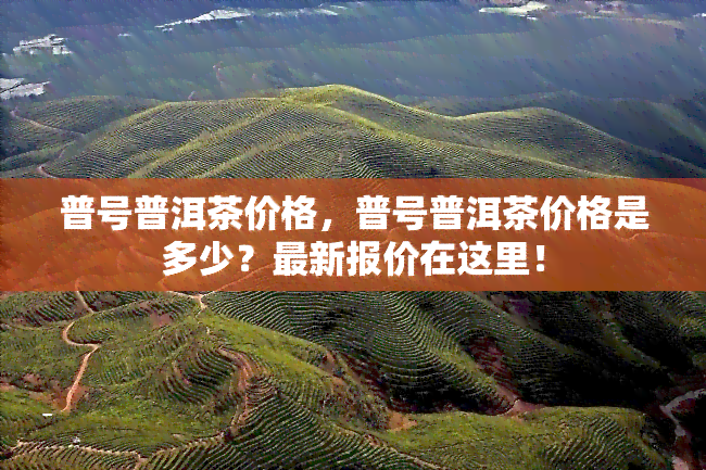 普号普洱茶价格，普号普洱茶价格是多少？最新报价在这里！