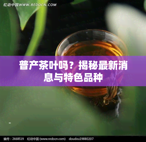 普产茶叶吗？揭秘最新消息与特色品种