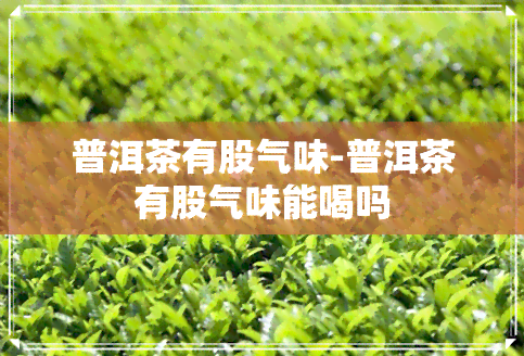 普洱茶有股气味-普洱茶有股气味能喝吗