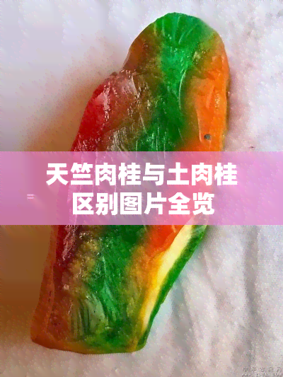 天竺肉桂与土肉桂区别图片全览