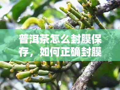 普洱茶怎么封膜保存，如何正确封膜保存普洱茶？关键步骤大揭秘！