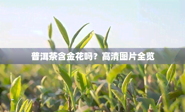 普洱茶含金花吗？高清图片全览