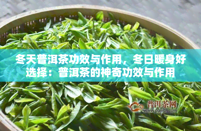 冬天普洱茶功效与作用，冬日暖身好选择：普洱茶的神奇功效与作用