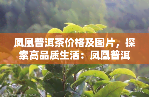 凤凰普洱茶价格及图片，探索高品质生活：凤凰普洱茶价格与图片全览