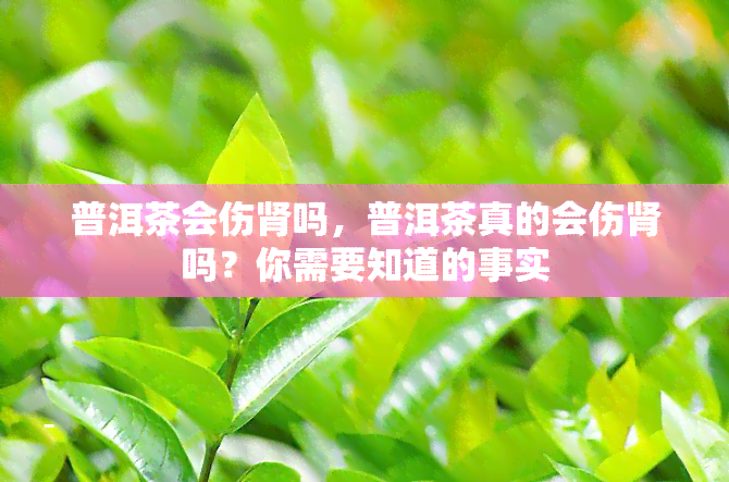 普洱茶会伤肾吗，普洱茶真的会伤肾吗？你需要知道的事实