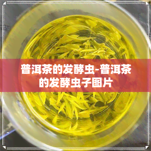 普洱茶的发酵虫-普洱茶的发酵虫子图片