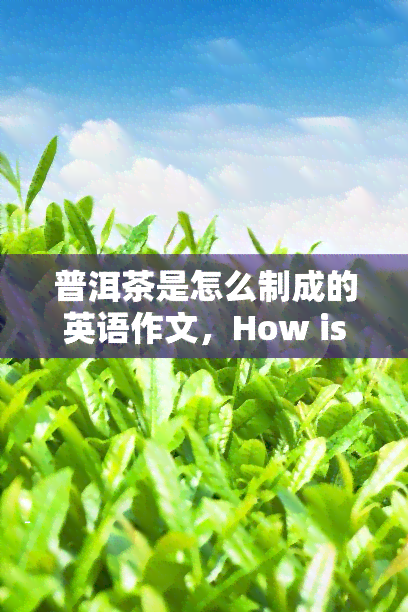 普洱茶是怎么制成的英语作文，How is Pu'er Tea Made?