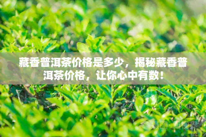 藏香普洱茶价格是多少，揭秘藏香普洱茶价格，让你心中有数！