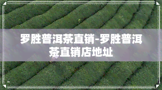 罗胜普洱茶直销-罗胜普洱茶直销店地址