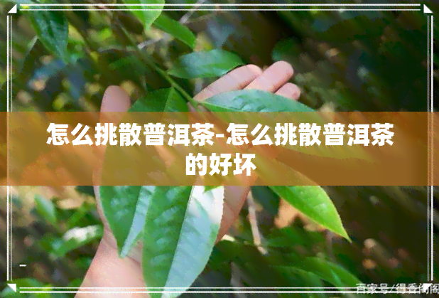 怎么挑散普洱茶-怎么挑散普洱茶的好坏