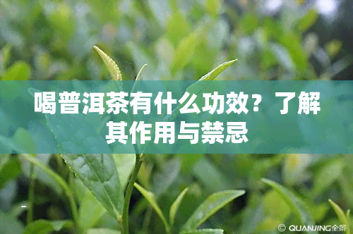 喝普洱茶有什么功效？了解其作用与禁忌