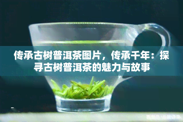 传承古树普洱茶图片，传承千年：探寻古树普洱茶的魅力与故事