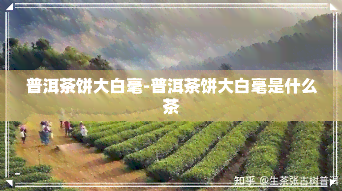 普洱茶饼大白毫-普洱茶饼大白毫是什么茶