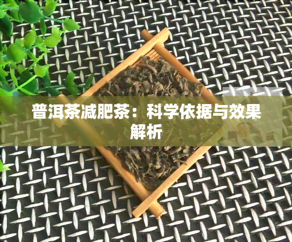 普洱茶减肥茶：科学依据与效果解析