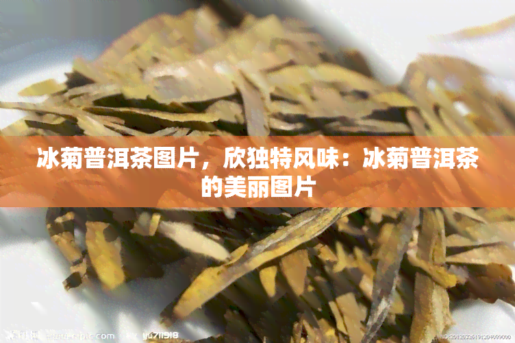 冰菊普洱茶图片，欣独特风味：冰菊普洱茶的美丽图片