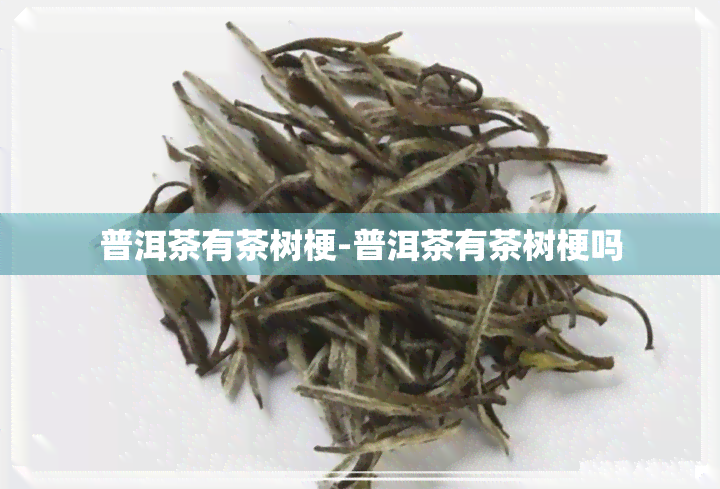 普洱茶有茶树梗-普洱茶有茶树梗吗