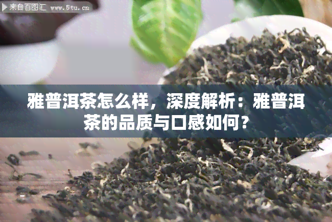 雅普洱茶怎么样，深度解析：雅普洱茶的品质与口感如何？