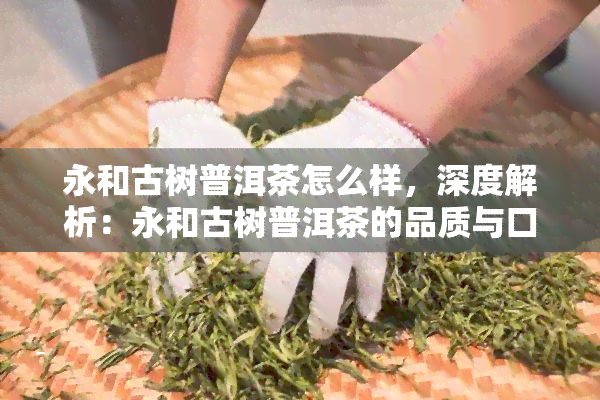 永和古树普洱茶怎么样，深度解析：永和古树普洱茶的品质与口感如何？