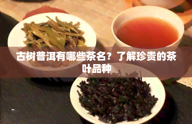 古树普洱有哪些茶名？了解珍贵的茶叶品种