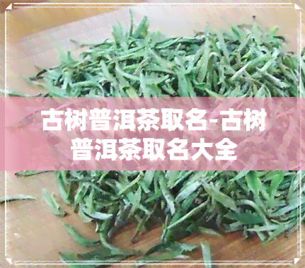 古树普洱茶取名-古树普洱茶取名大全