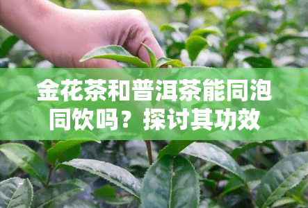 金花茶和普洱茶能同泡同饮吗？探讨其功效